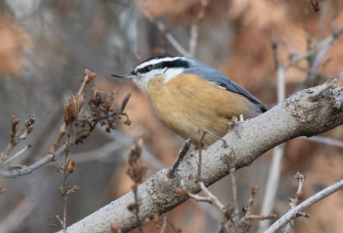 Rotbrustkleiber - ML647394854