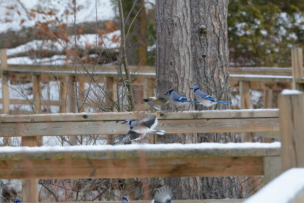 Blauhäher - ML647394858