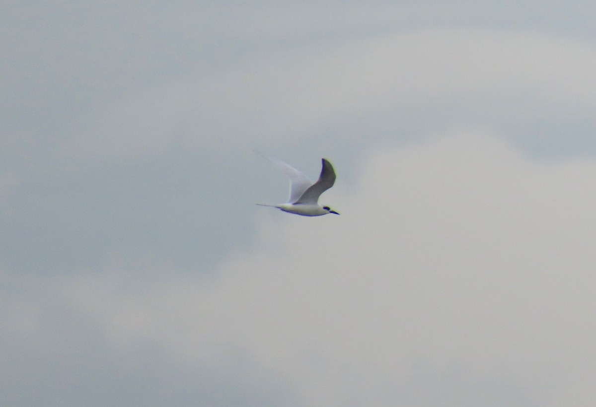 Forsterseeschwalbe - ML647394859