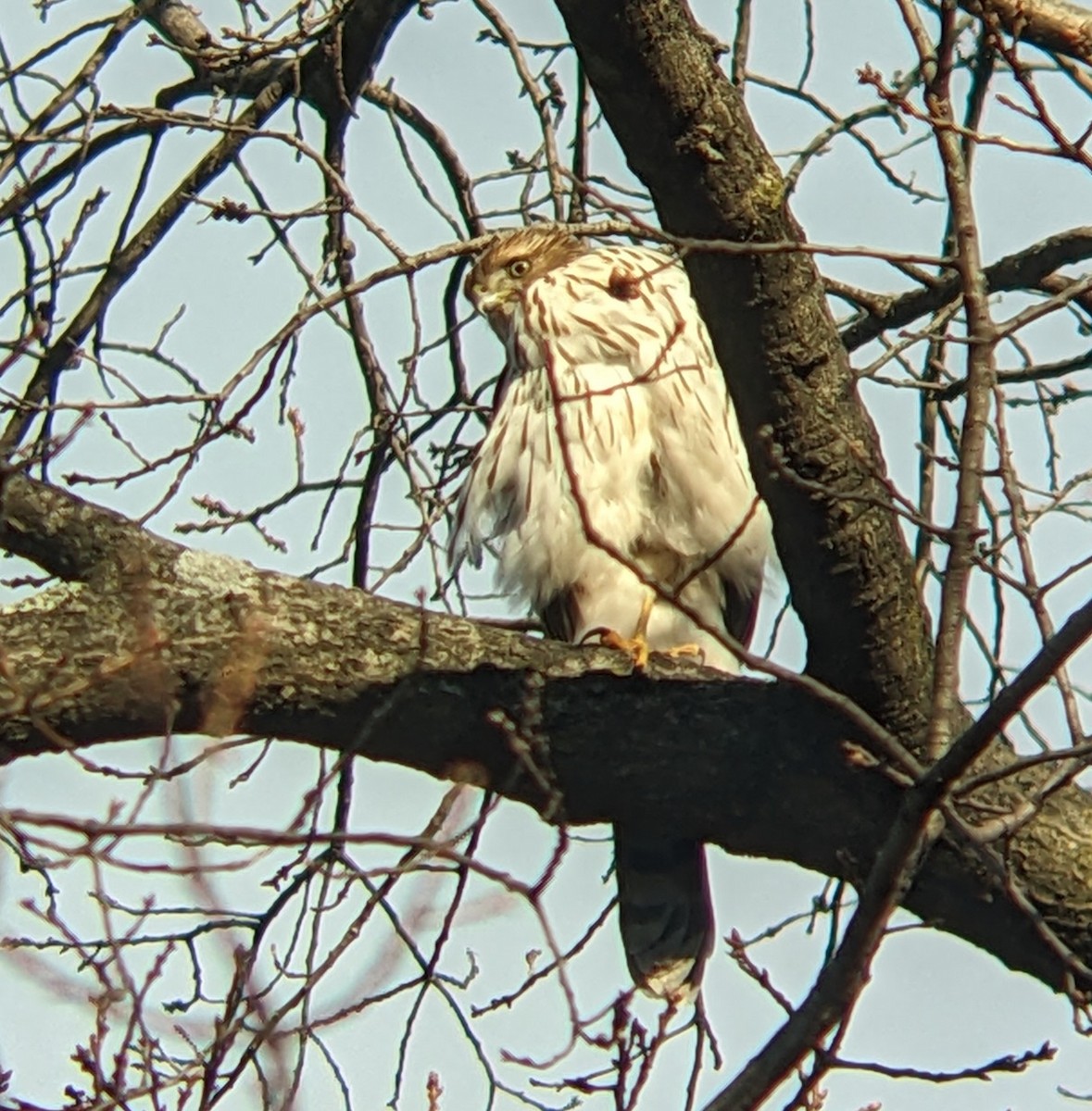 Rundschwanzhabicht - ML647394860