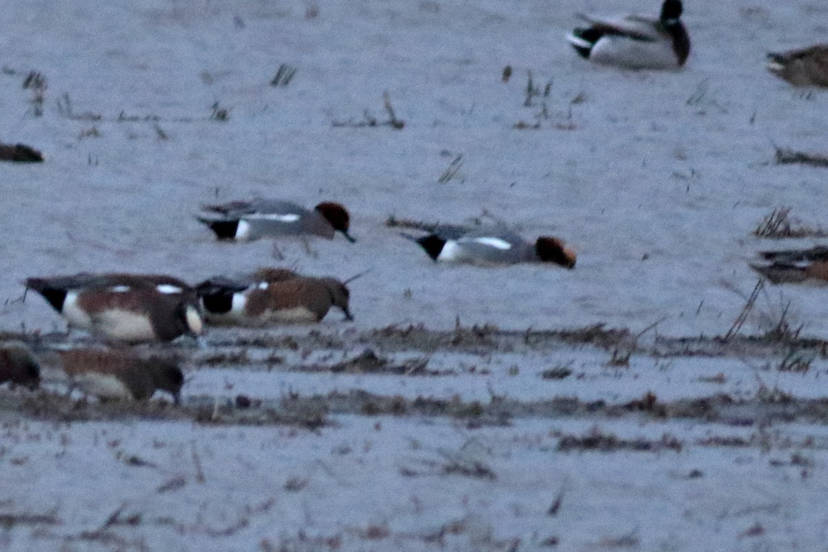 Pfeifente - ML647394865