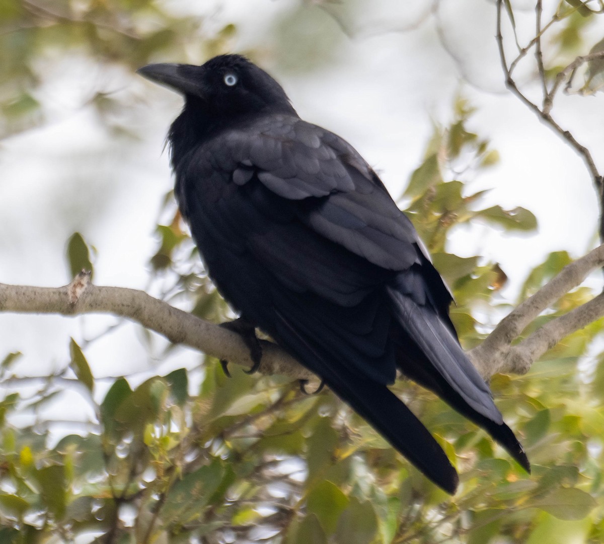 Neuhollandkrähe - ML647394868