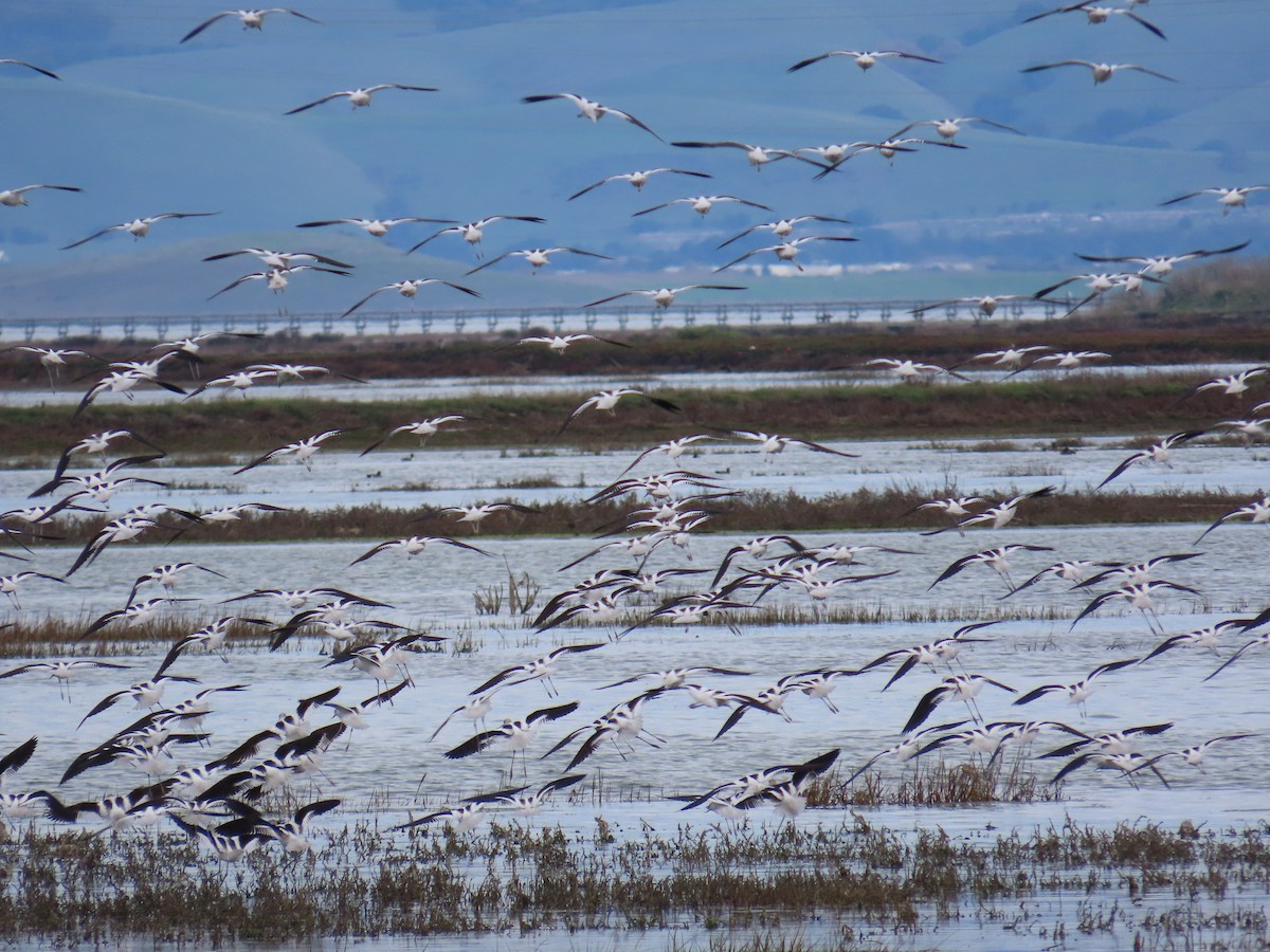 Braunhals-Säbelschnäbler - ML647394869