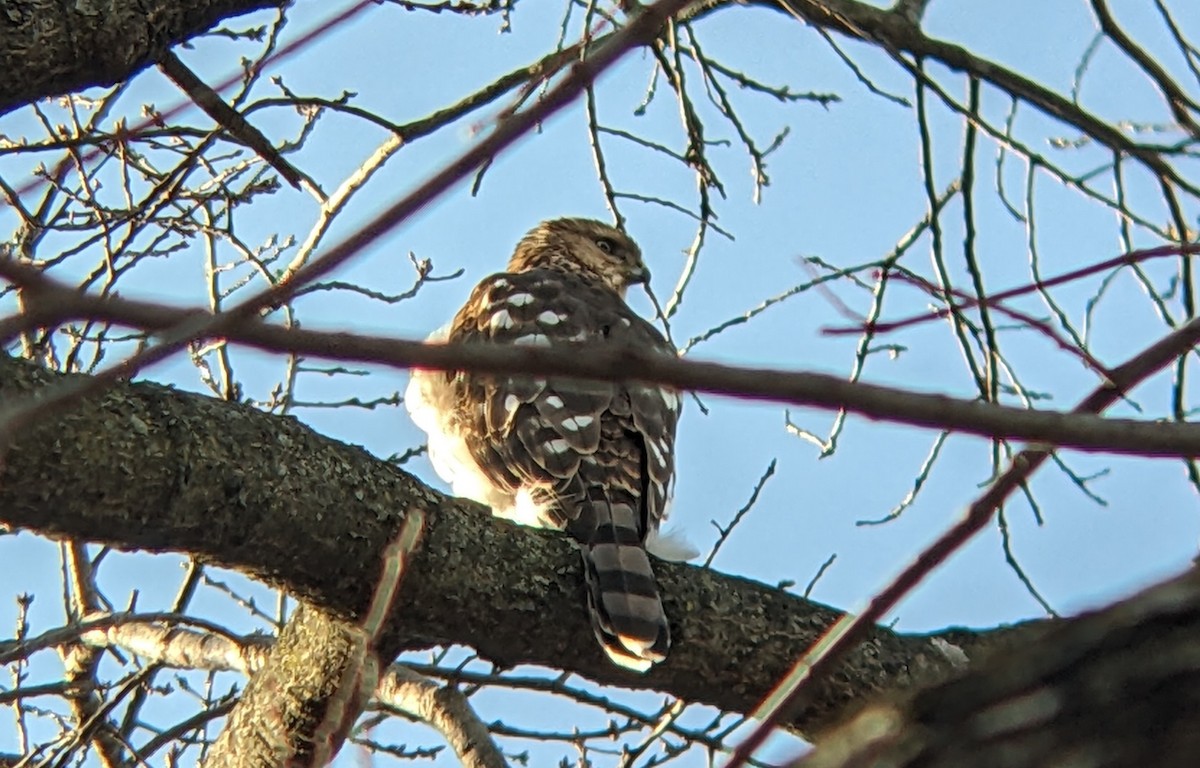 Rundschwanzhabicht - ML647394870