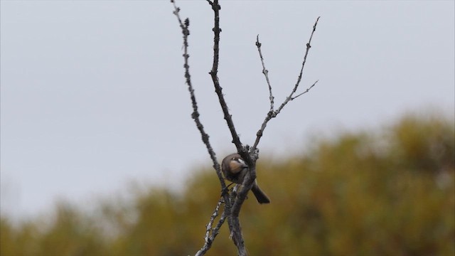 Tawny-crowned Honeyeater - ML647394871