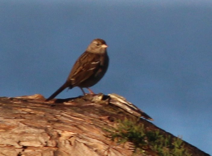 Kronenammer - ML647394872