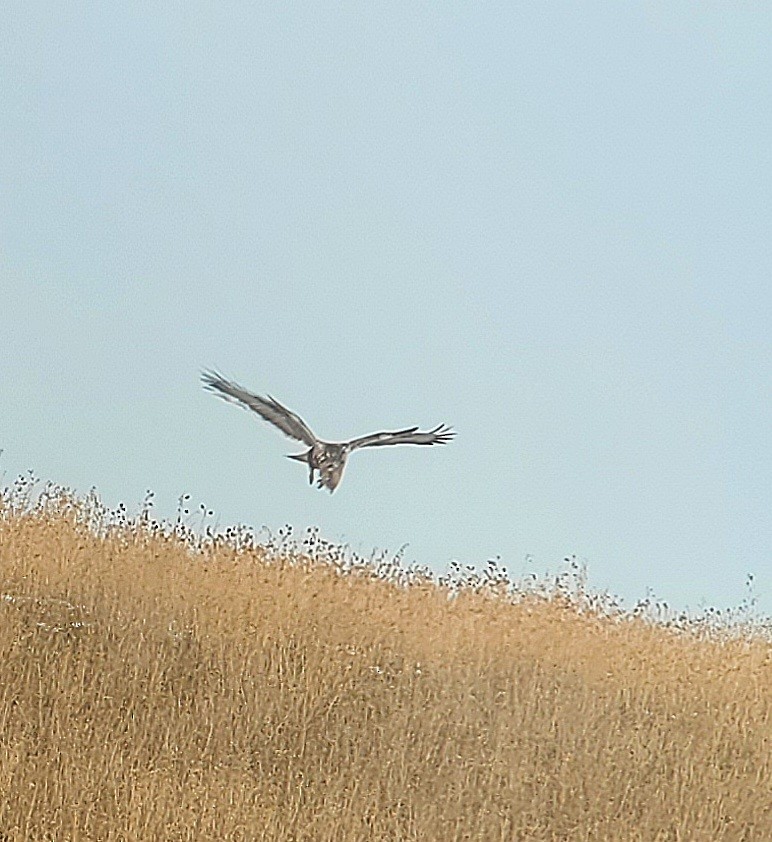 Raufußbussard - ML647394873