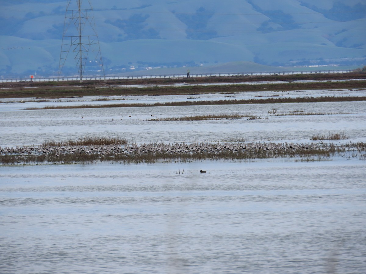 Braunhals-Säbelschnäbler - ML647394874