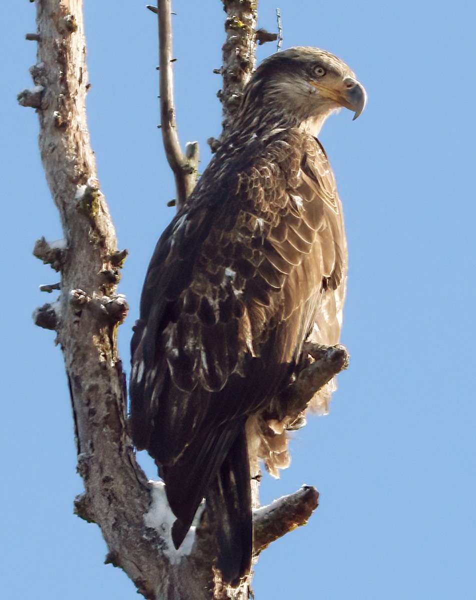 Weißkopf-Seeadler - ML647394876