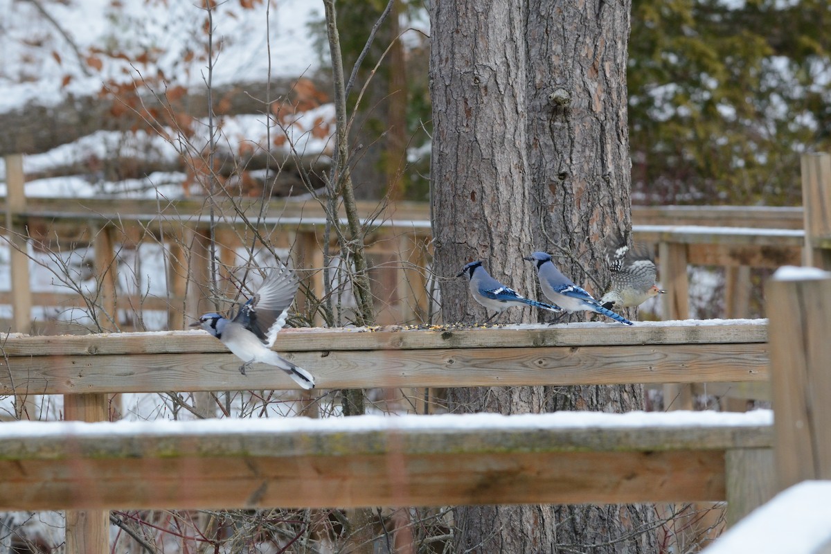Blue Jay - ML647394877