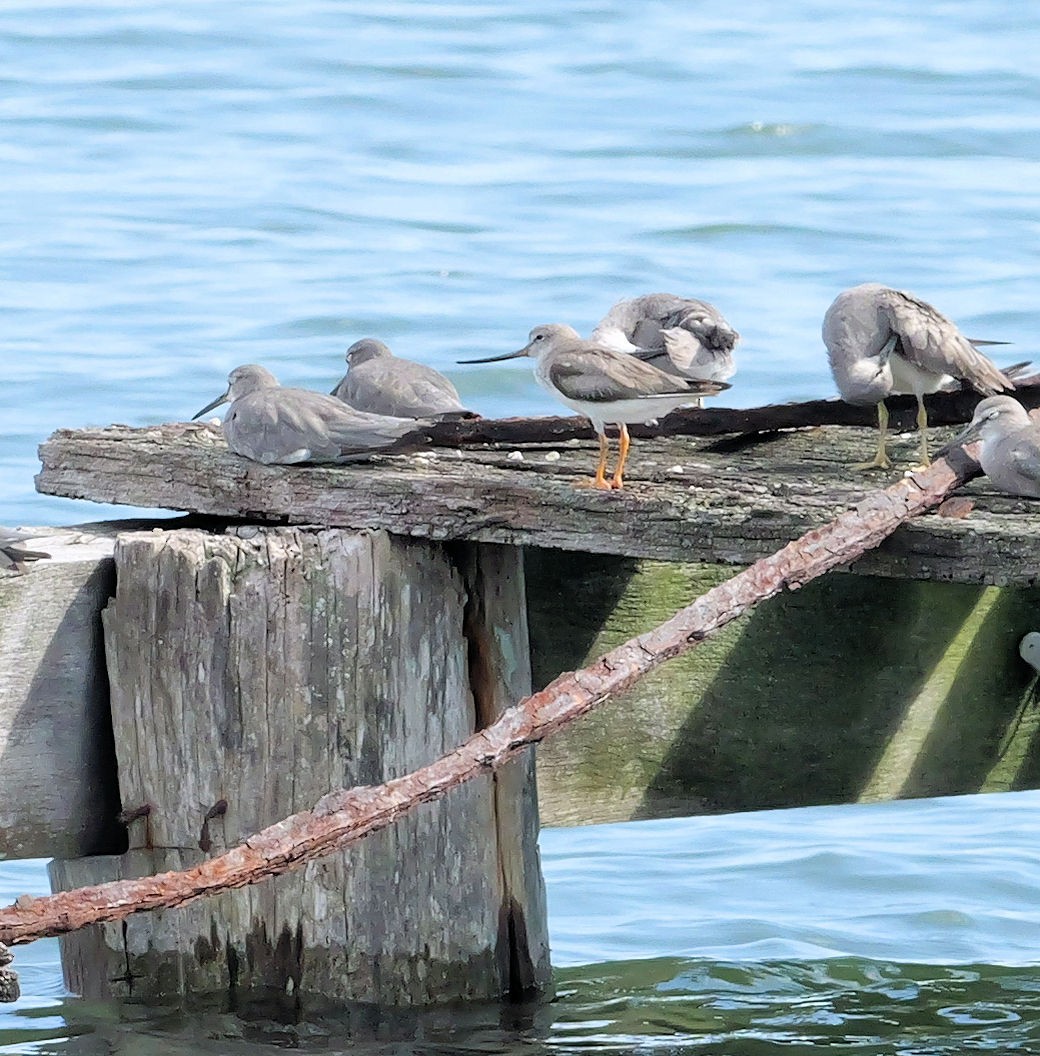 ביצנית אפורה - ML647394886