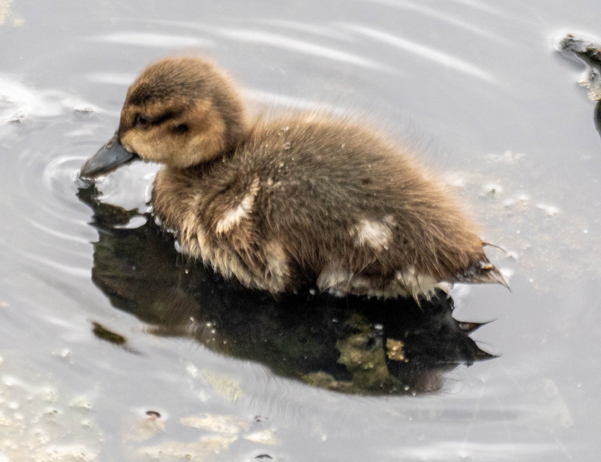 Chestnut Teal - ML647394891