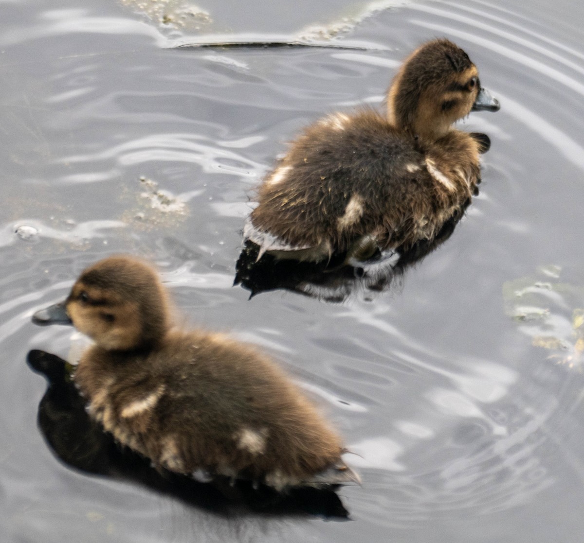 Chestnut Teal - ML647394892