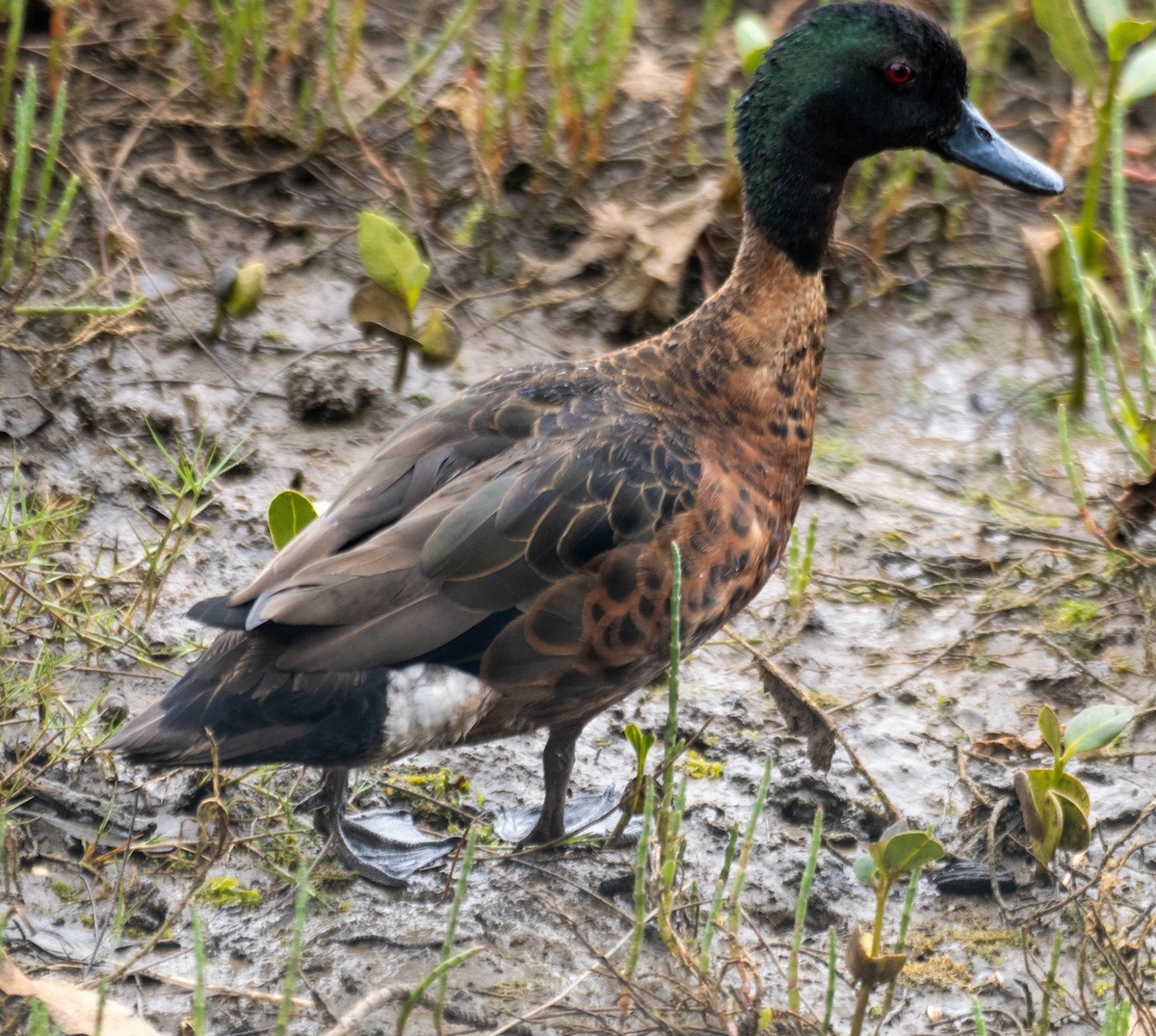 Chestnut Teal - ML647394893