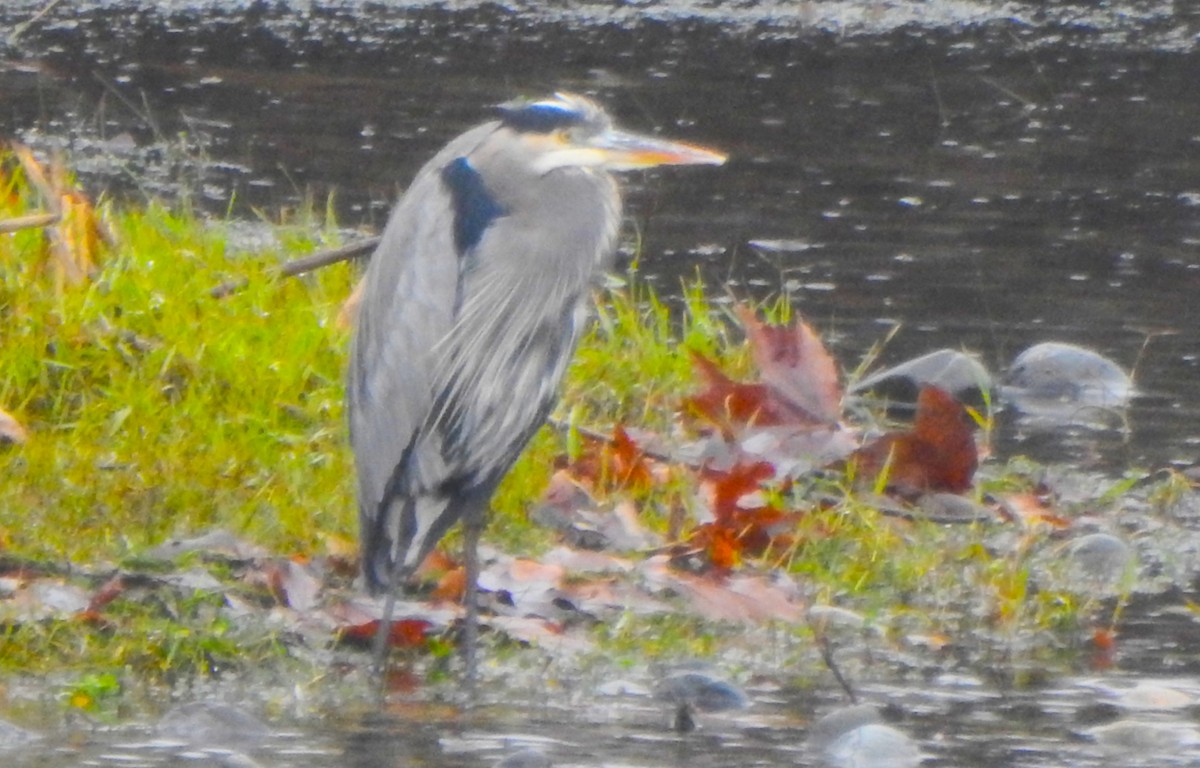 Grand Héron - ML647394895