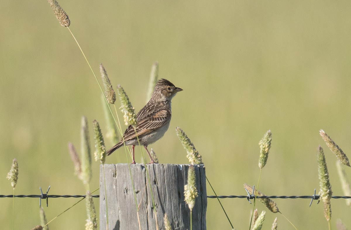 Singing Bushlark - ML647394898