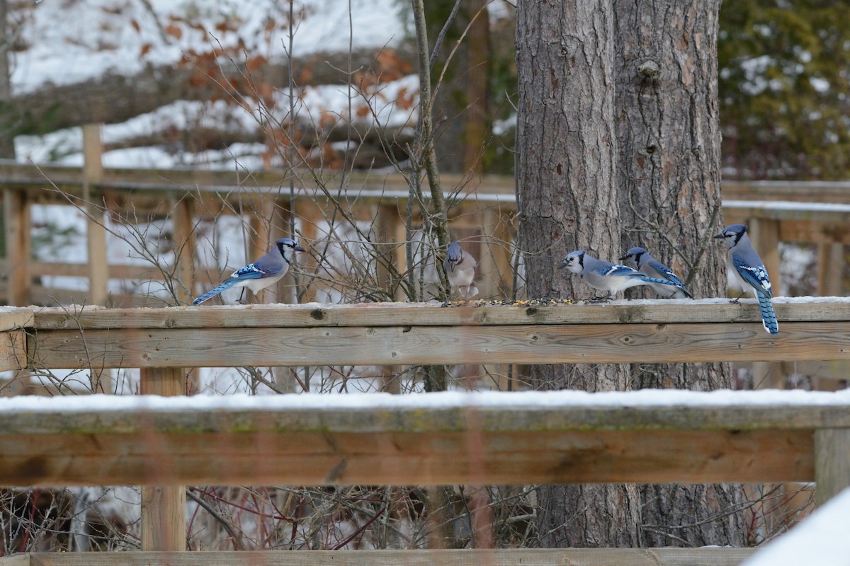 Blue Jay - ML647394906