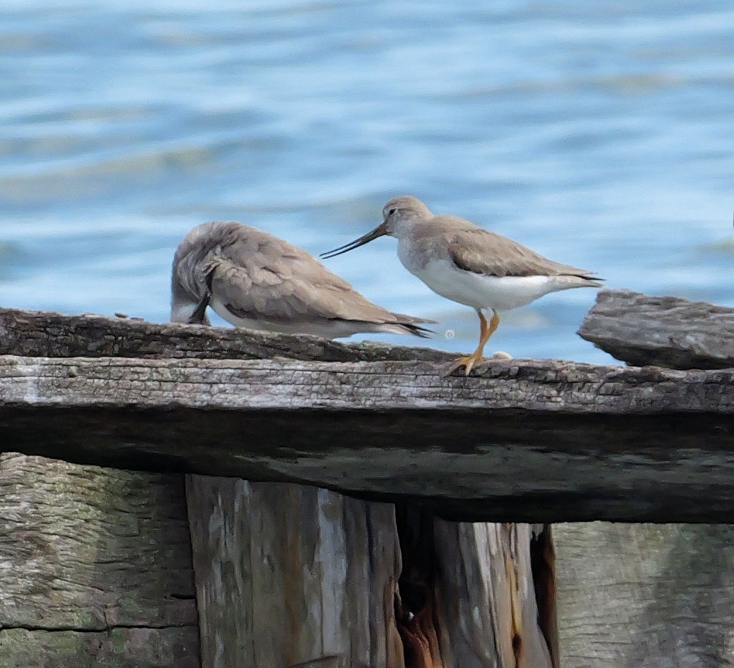 ביצנית אפורה - ML647394907