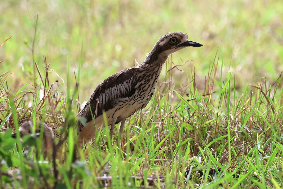Bush Thick-knee - ML647394909