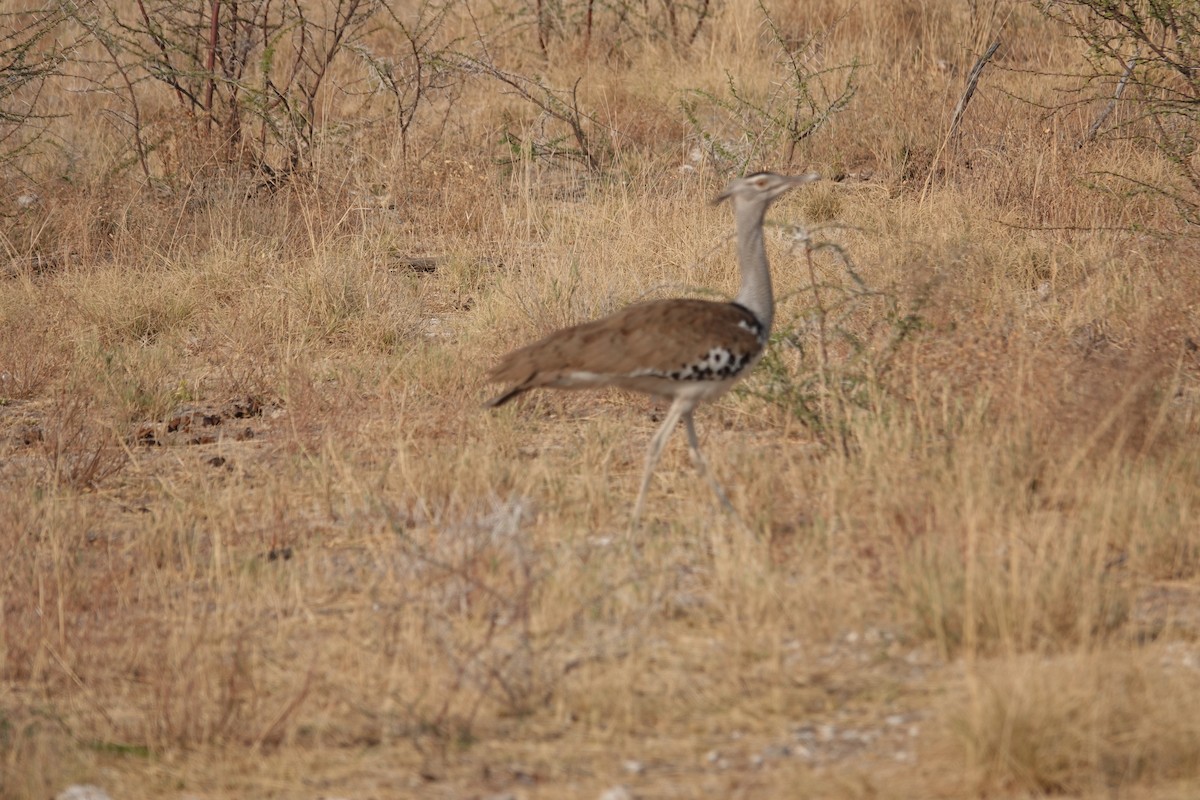 Kori Toyu - ML647394912