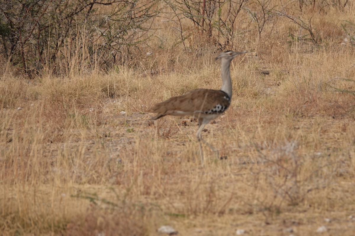 Kori Toyu - ML647394913