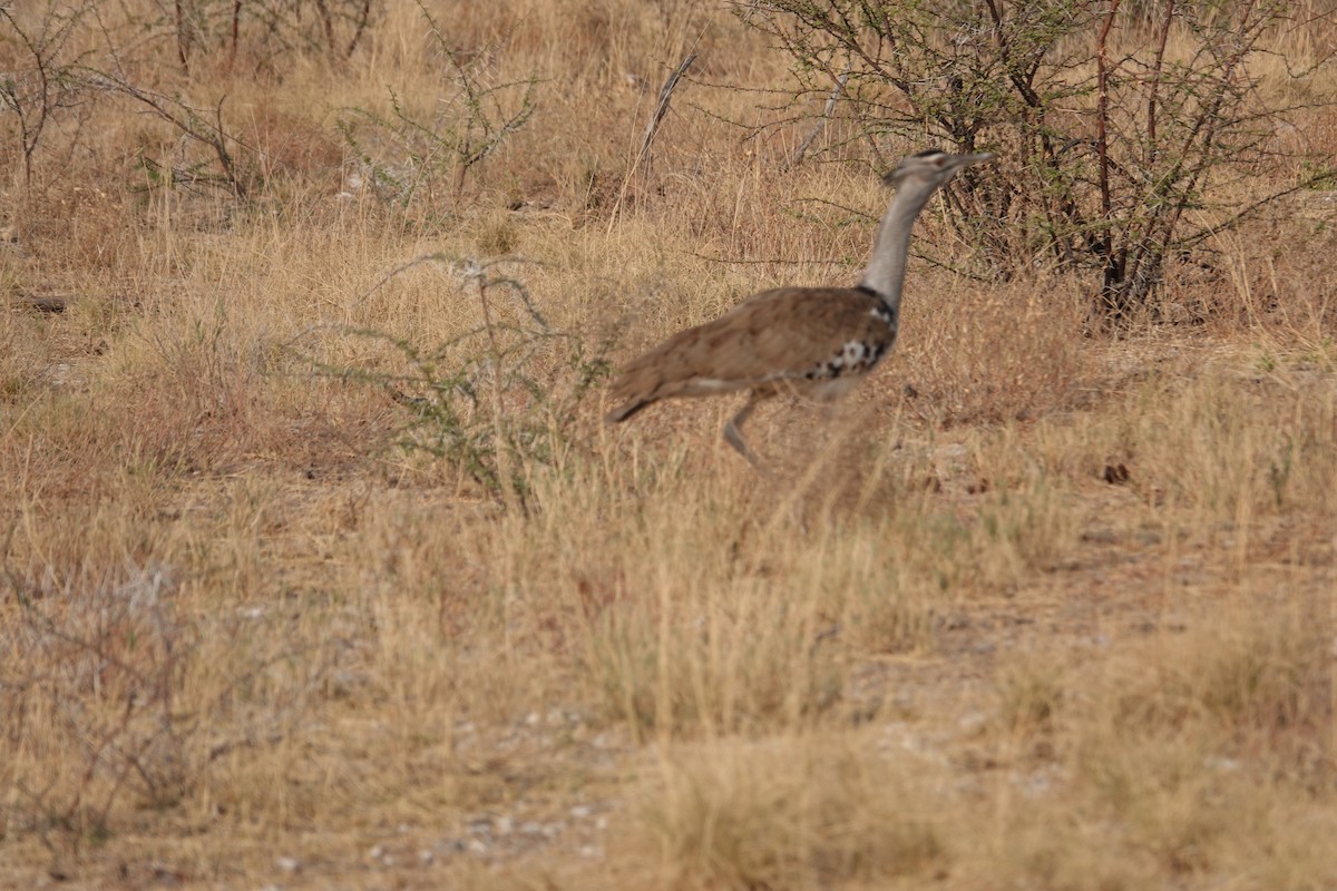 Kori Toyu - ML647394914