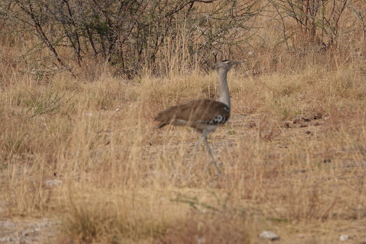 Kori Toyu - ML647394915