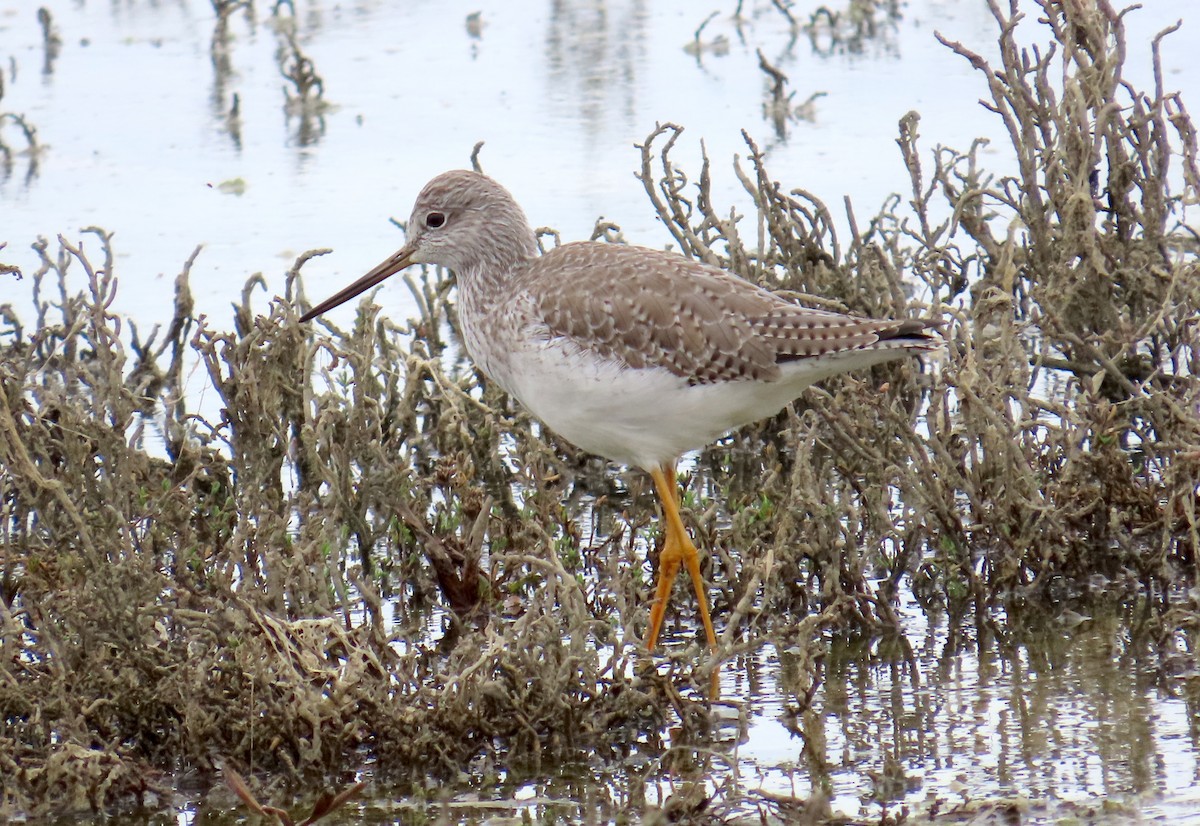 Greater Yellowlegs - ML647394929