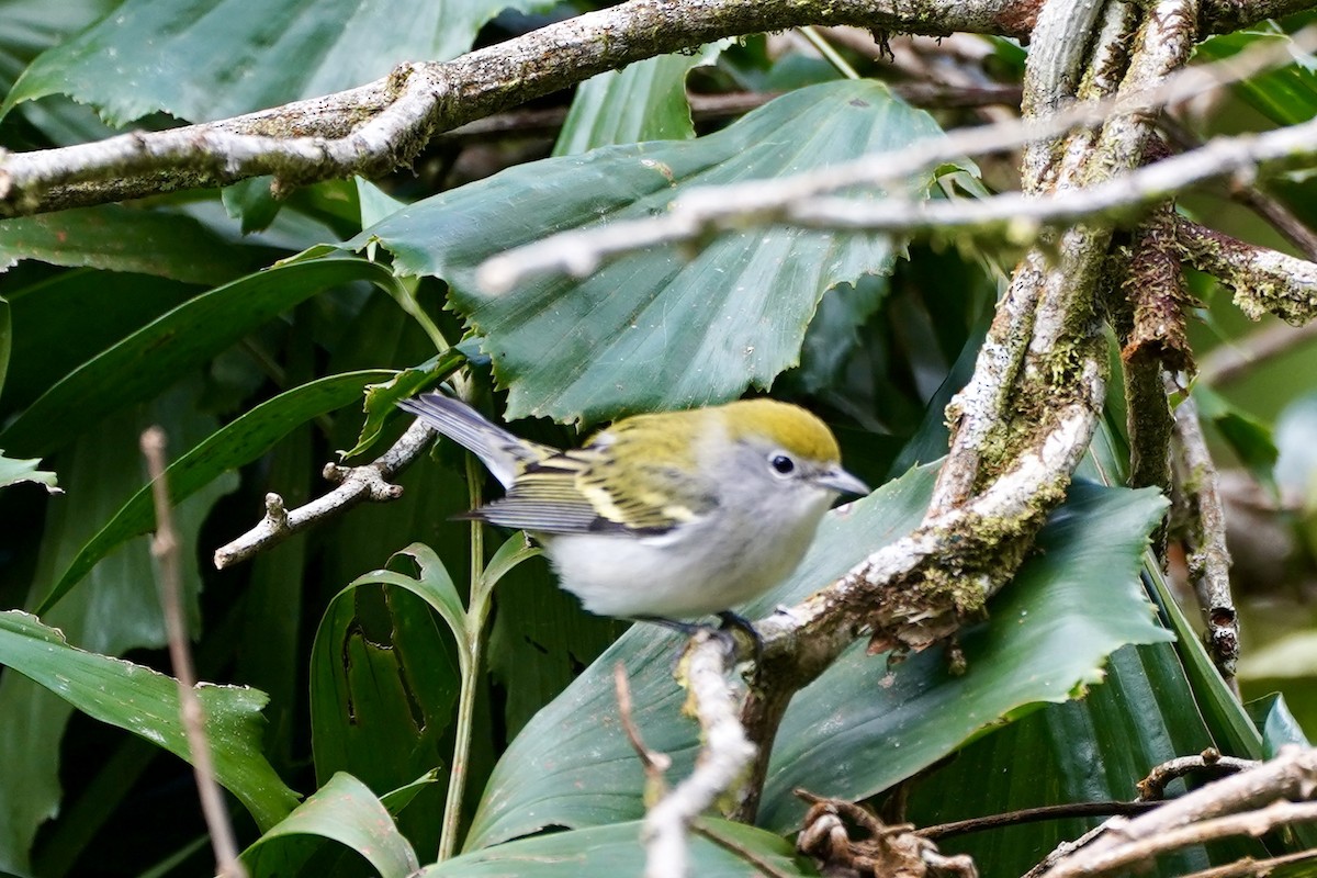 lesňáček rezavoboký - ML647394936