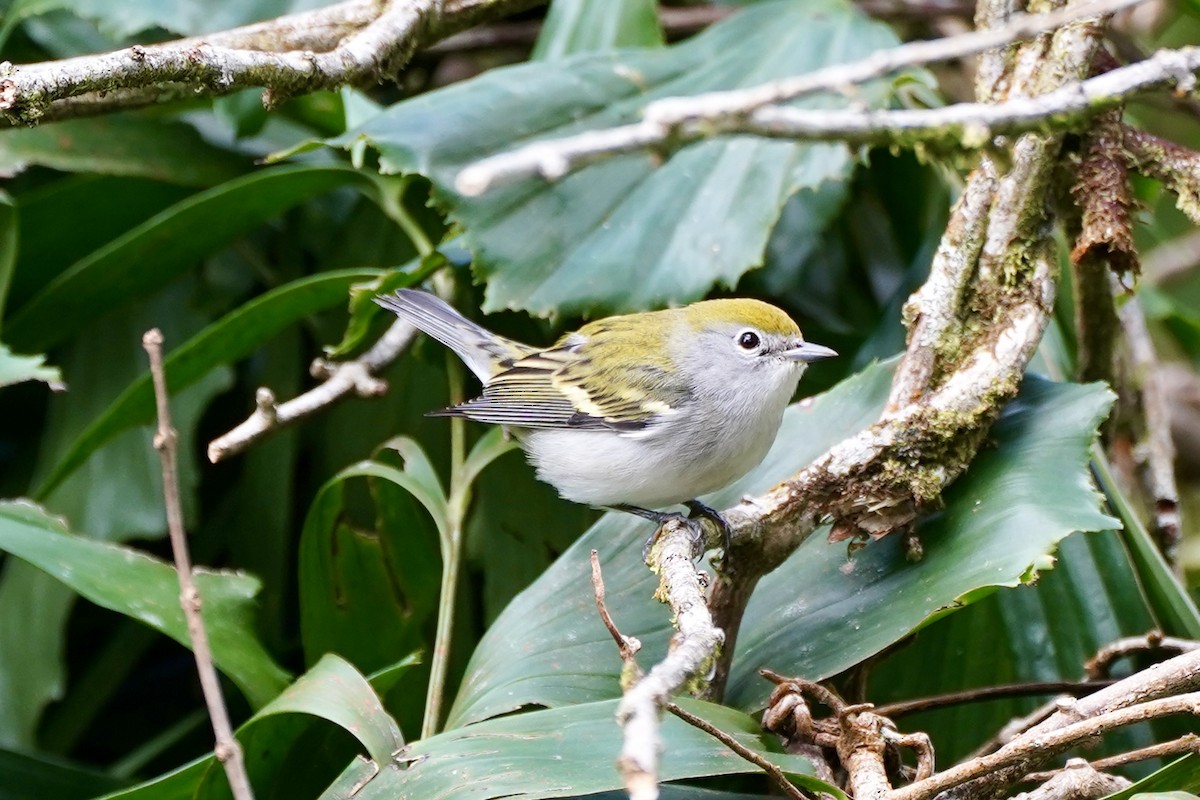 lesňáček rezavoboký - ML647394937