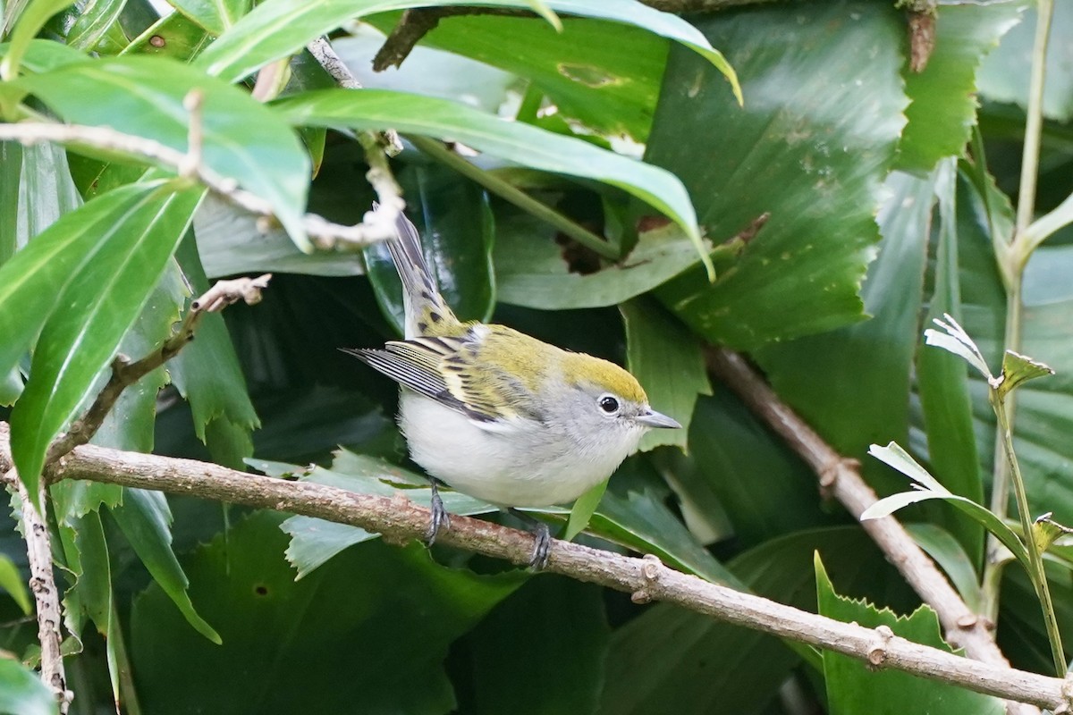 lesňáček rezavoboký - ML647394938