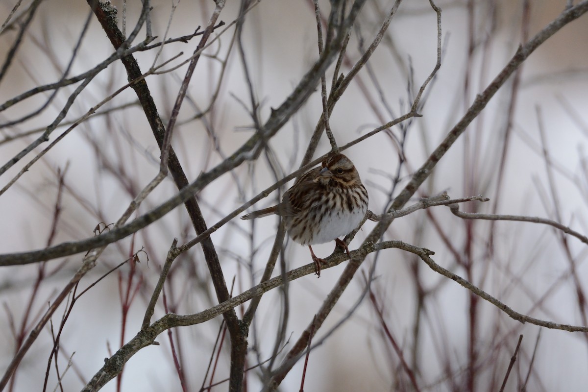 Song Sparrow - ML647394944