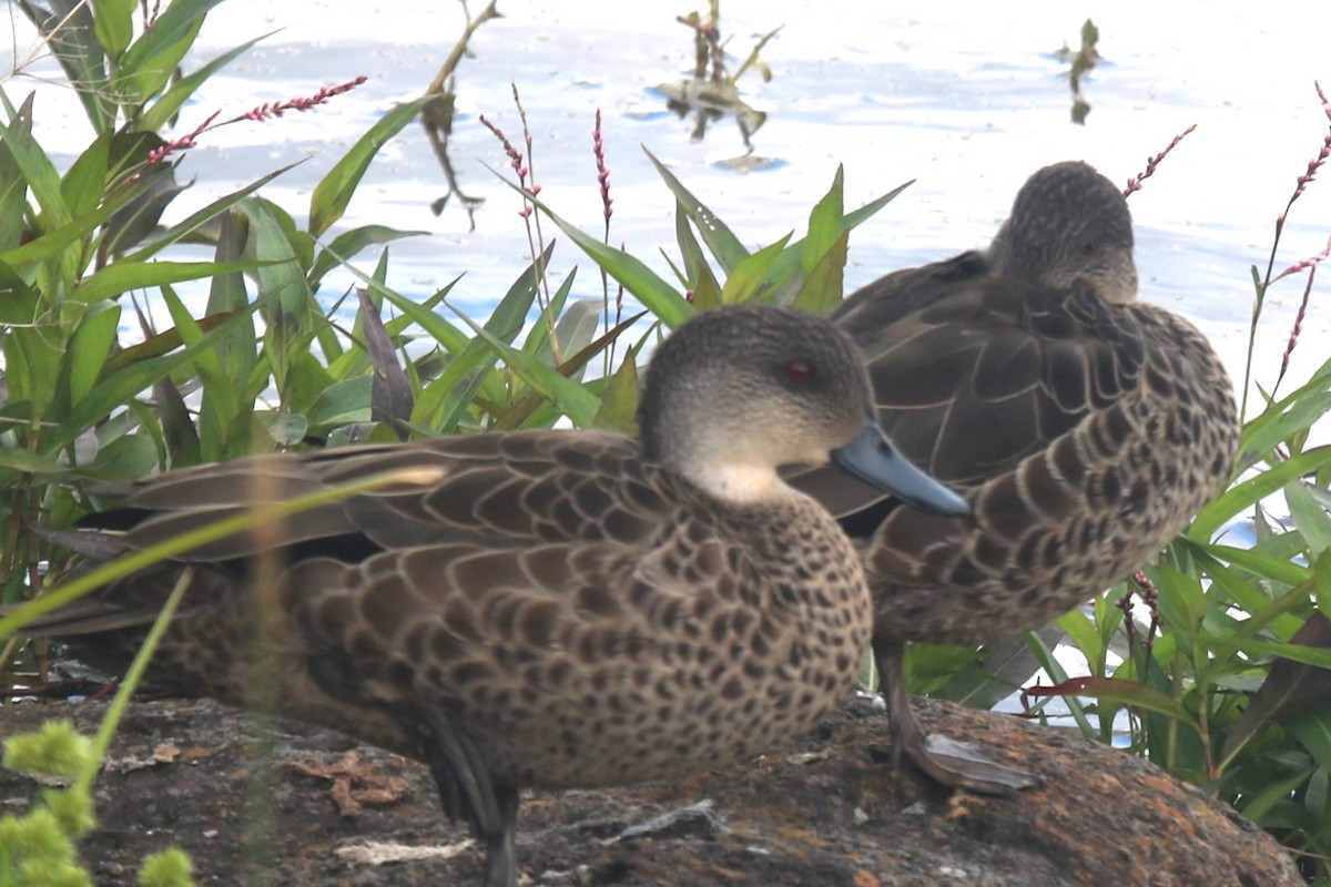 Gray Teal - ML647394945