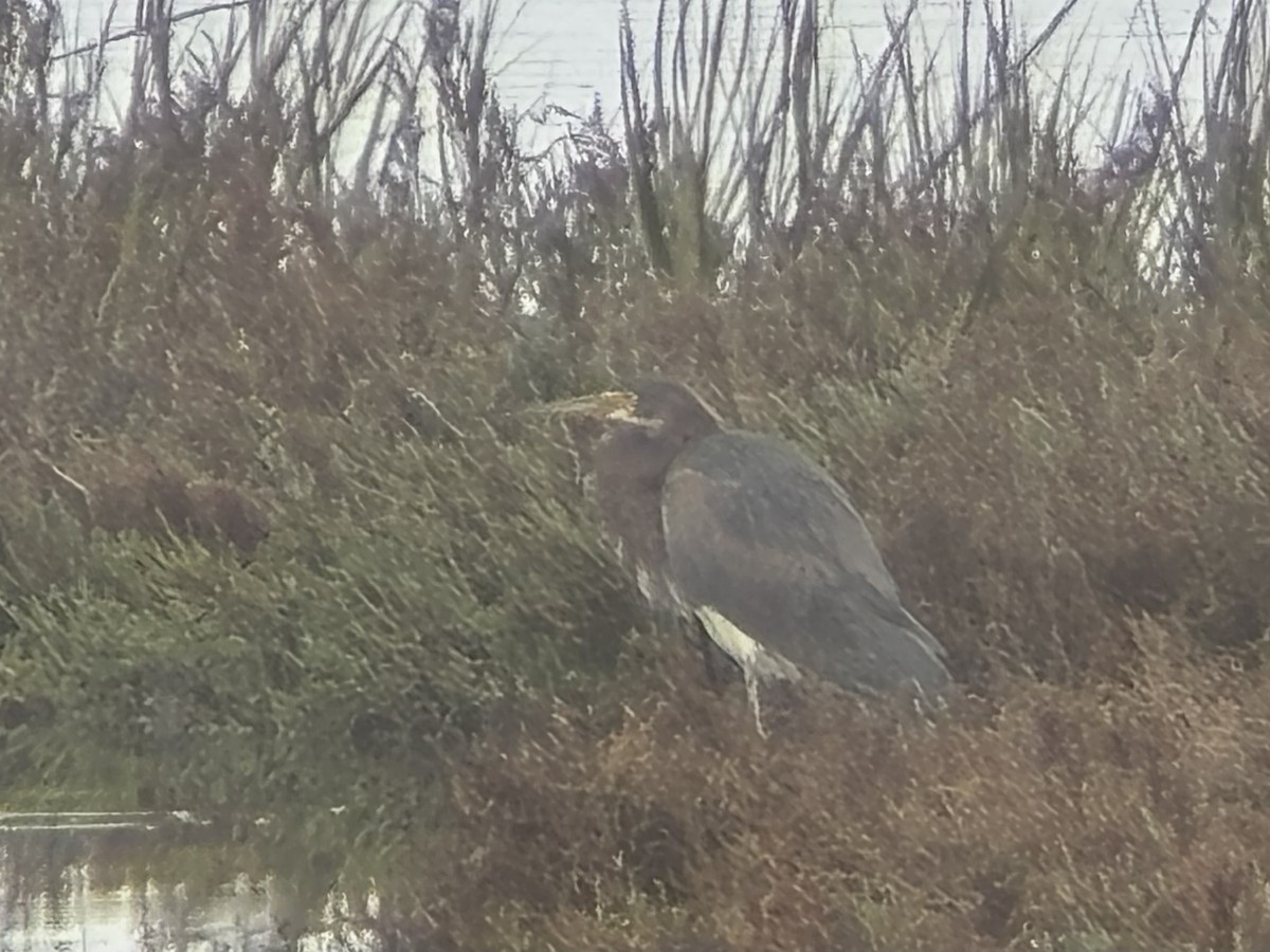 Tricolored Heron - ML647394946