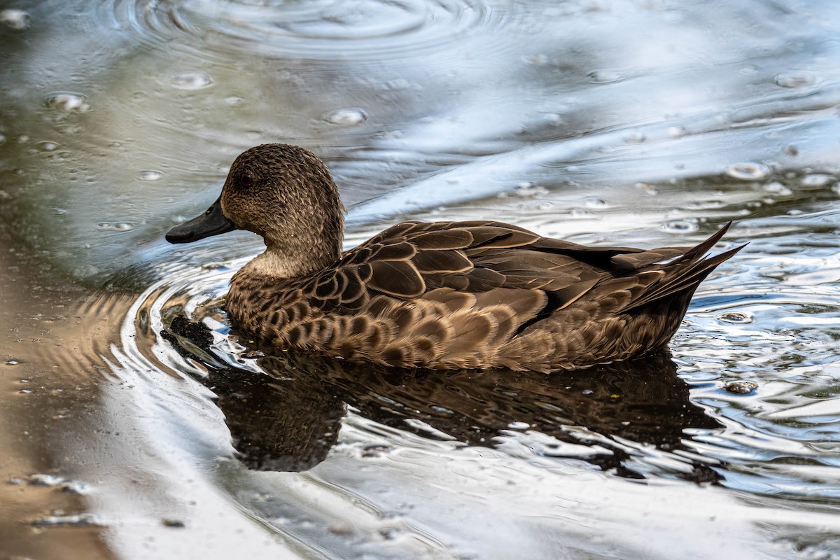 Gray Teal - ML647394960