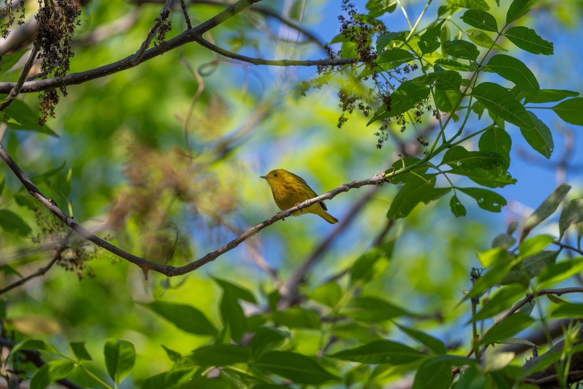 Sarı Ötleğen - ML647394966