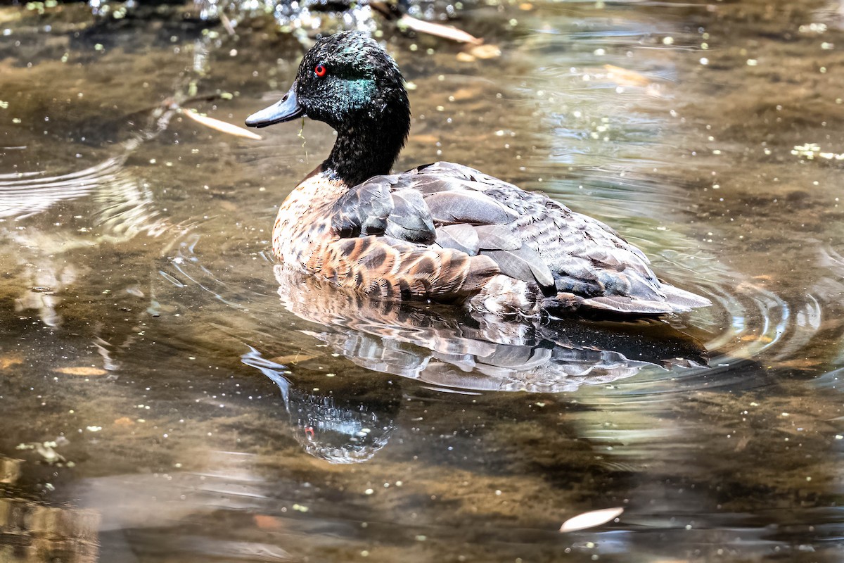Chestnut Teal - ML647394968