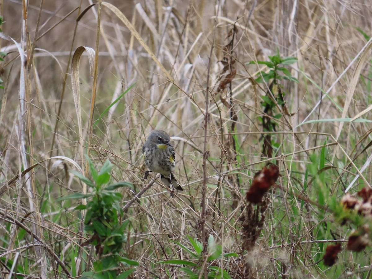 Yellow-rumped Warbler (Audubon's) - ML647394982