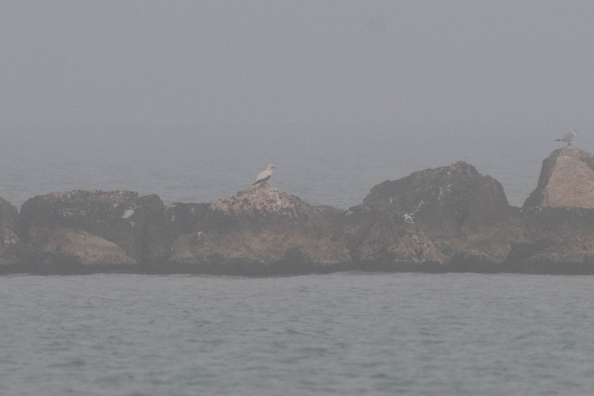 アカアシカツオドリ - ML647394988