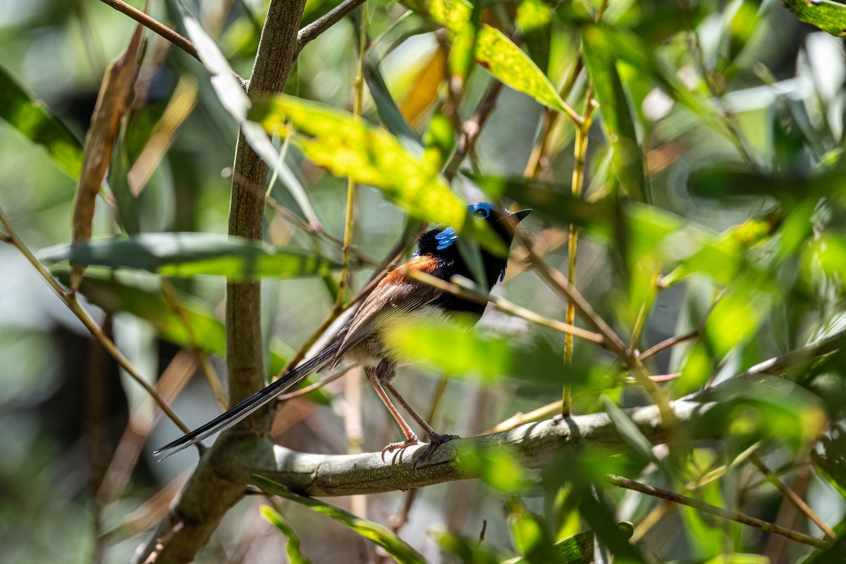Variegated Fairywren - ML647394991