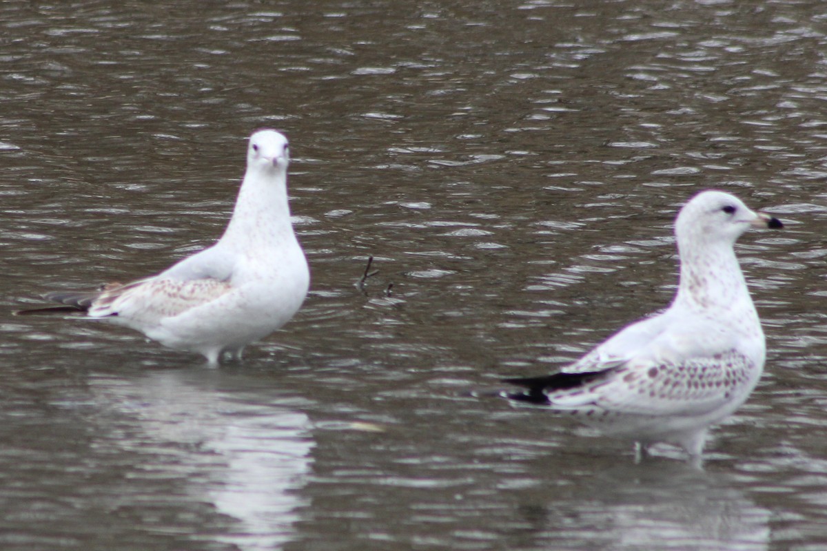 שחף בלתי-מזוהה - ML647394992
