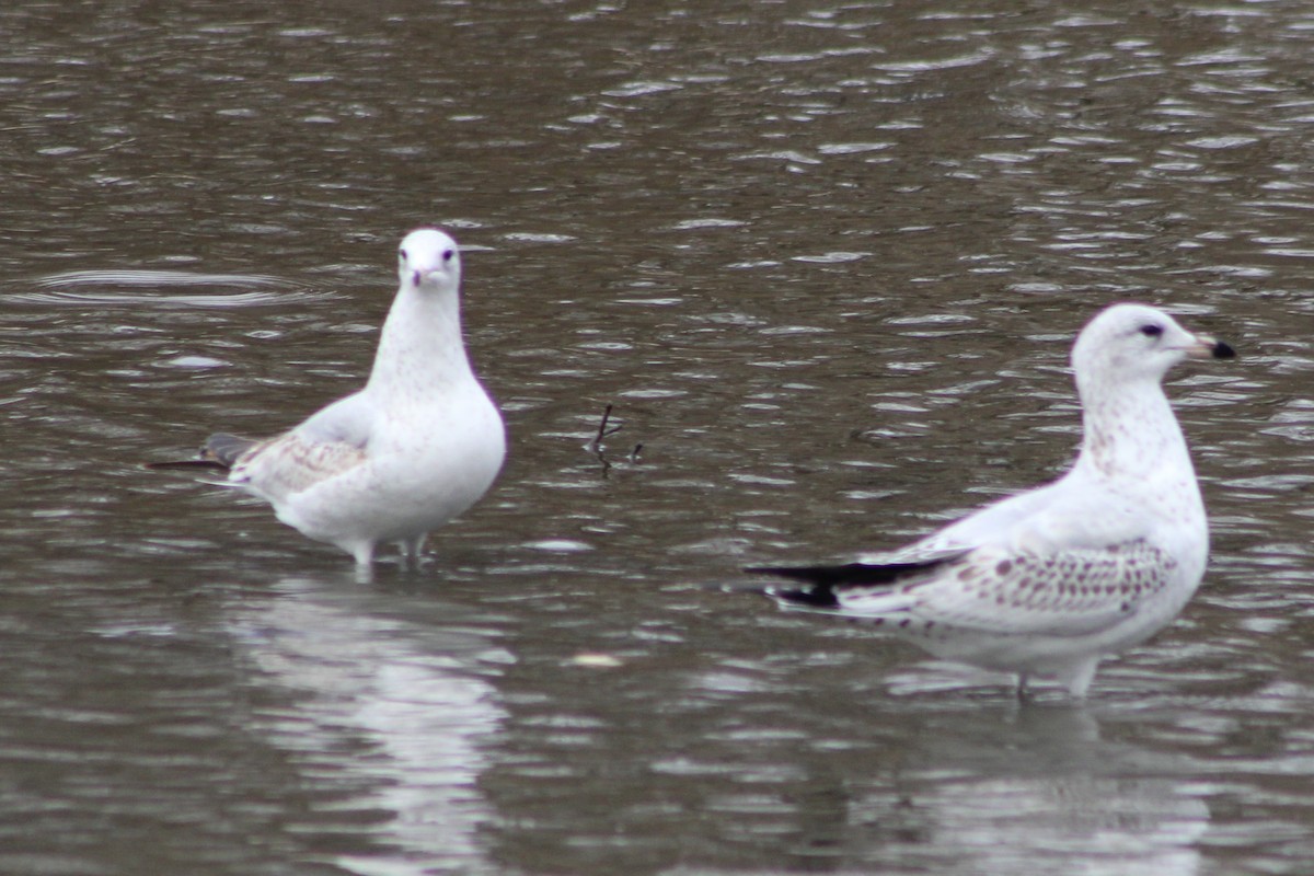שחף בלתי-מזוהה - ML647394993