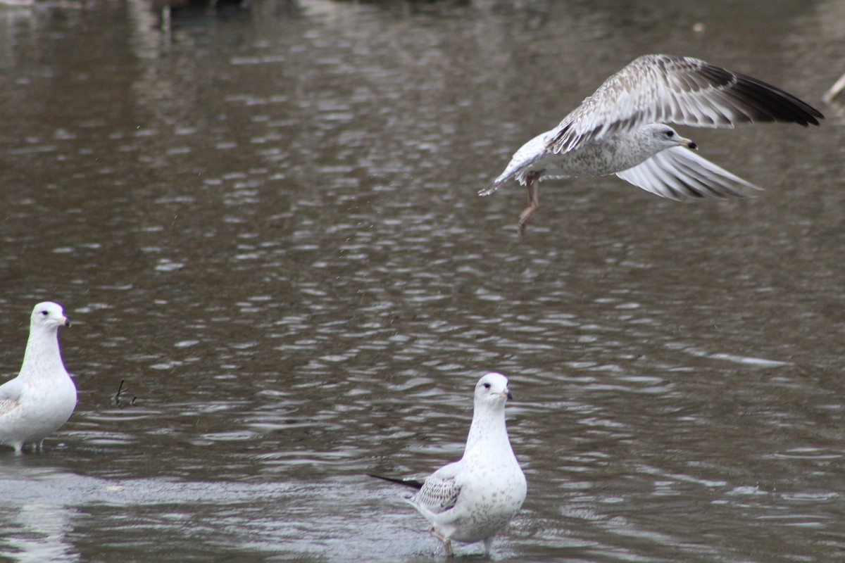 שחף בלתי-מזוהה - ML647394994