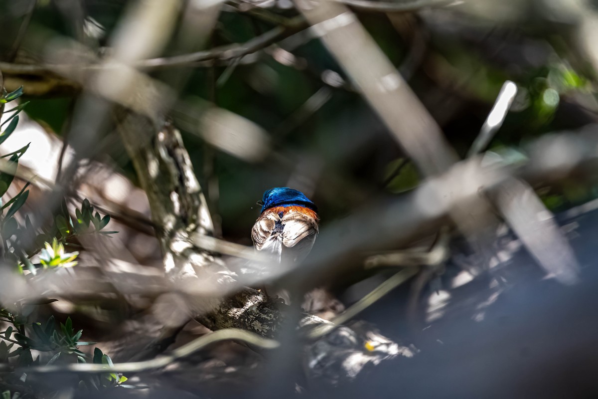 Variegated Fairywren - ML647394995