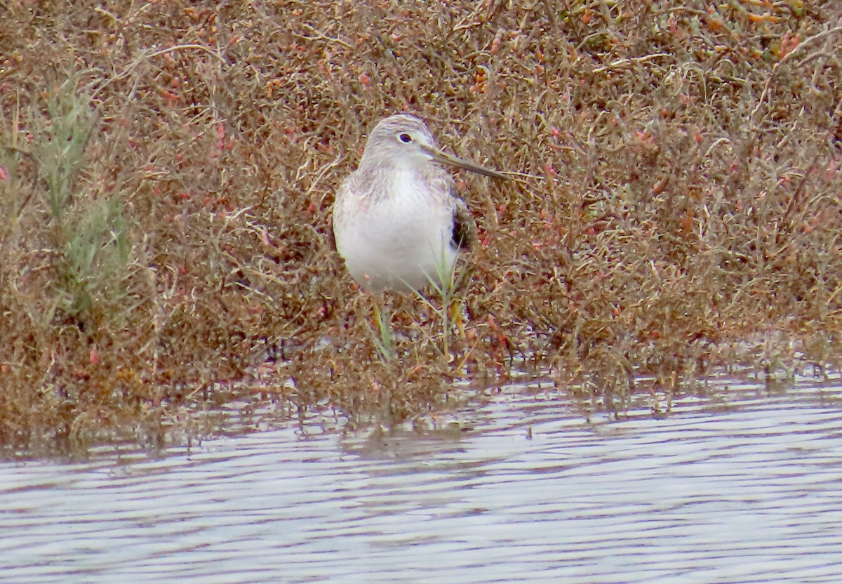 Greater Yellowlegs - ML647395002