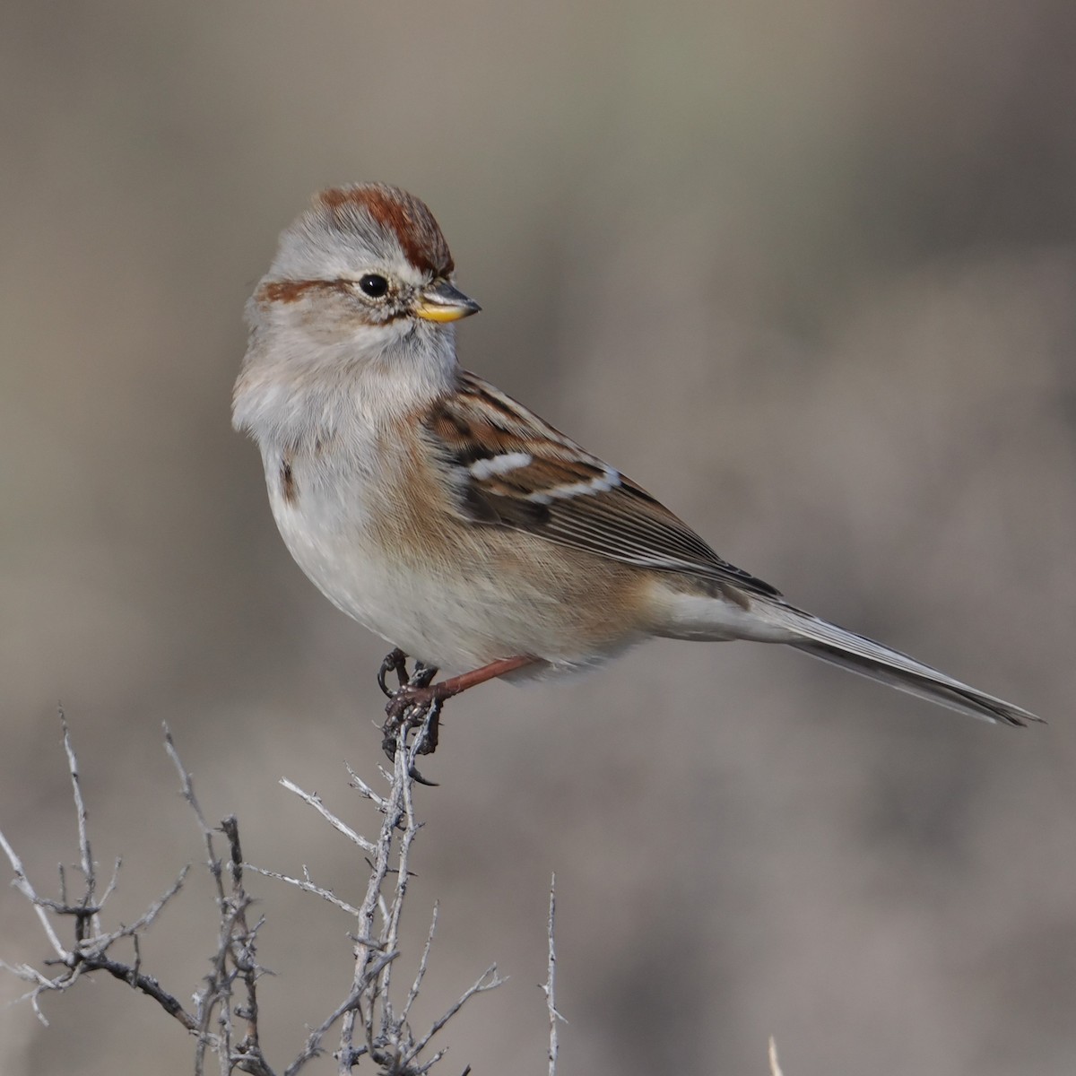 American Tree Sparrow - ML647395003