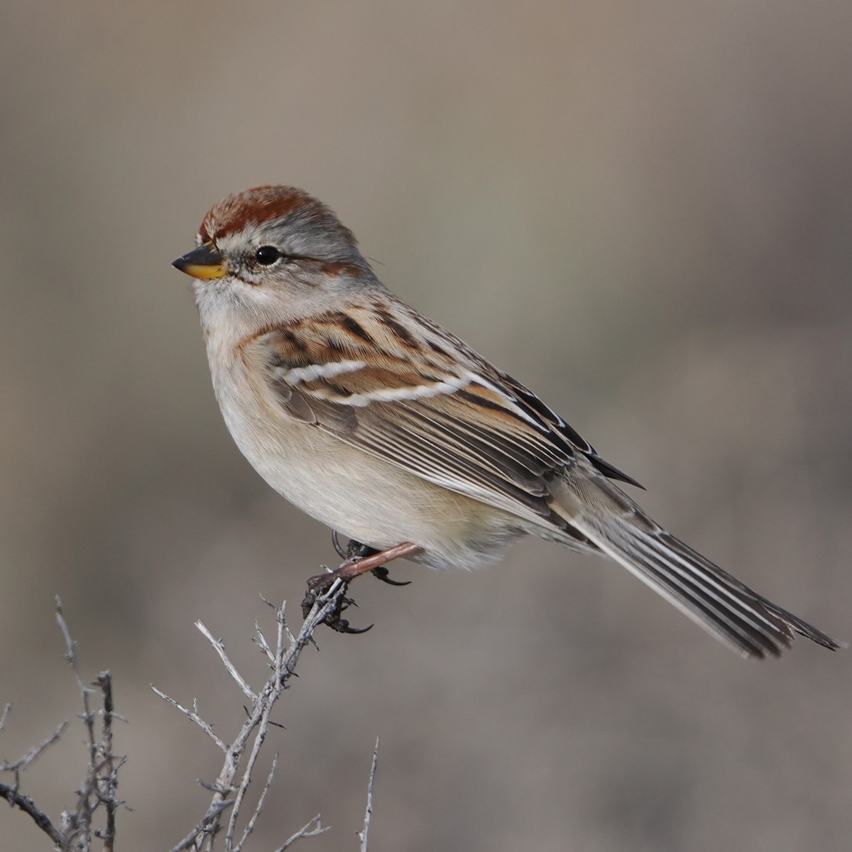 American Tree Sparrow - ML647395004
