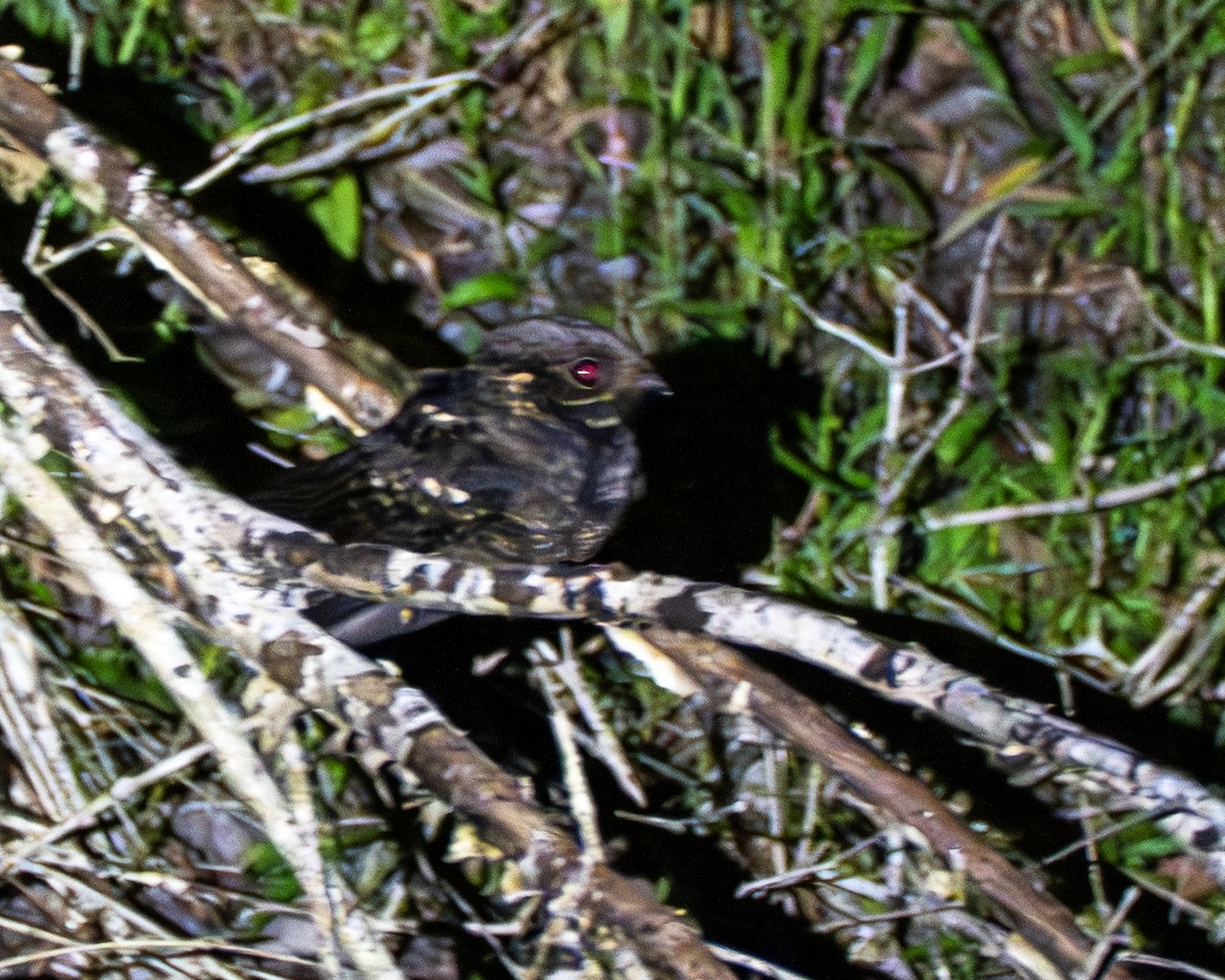 Дрімлюга андаманський - ML647395019