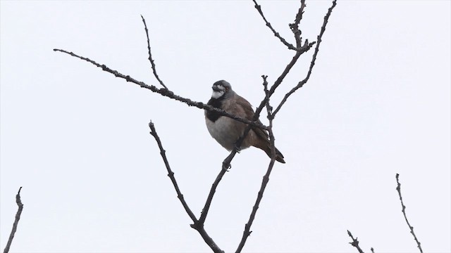 カンムリモズヒタキ - ML647395023