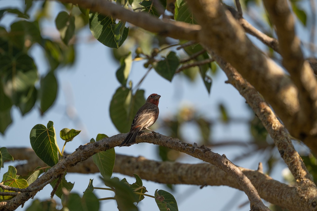House Finch - ML647395026